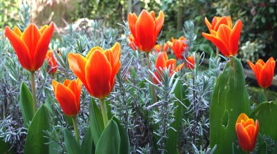 tulips and lavender.