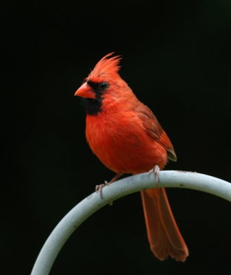 northern cardinal.jpg