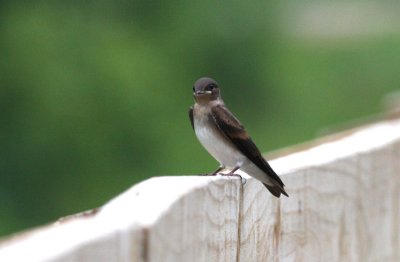 juvenile northern rough-winged swallow.jpg