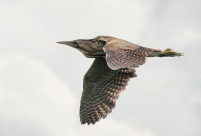 bittern.jpg