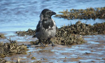 hooded crow.jpg