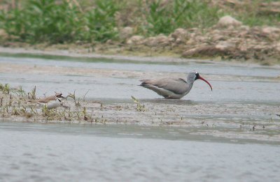 ibisbill.jpg