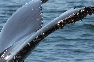 Humpback whale, Monterey Bay