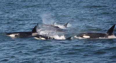 Killer whales, Monterey Bay