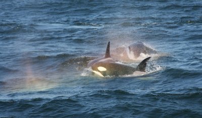 Killer  whales, Monterey Bay