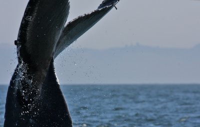 Humpback whale Monterey Bay