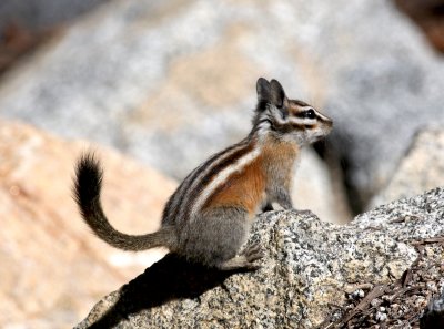 Chipmunk