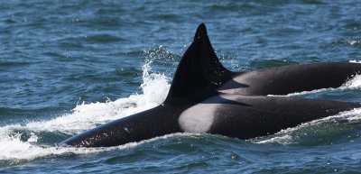 Killer  whales Monterey Bay