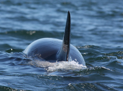 Killer Whale, Monterey Bay