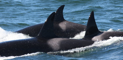 Killer whales, Monterey Bay