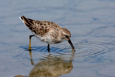 Least Sandpiper