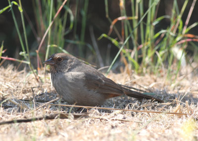 california towhee