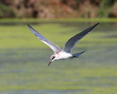 forsters tern