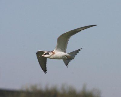 juvenile forsters tern