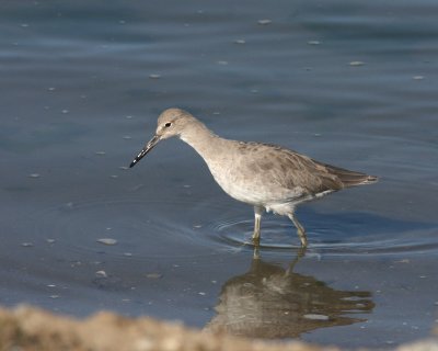 willet