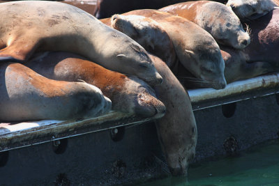 Californian Sealions