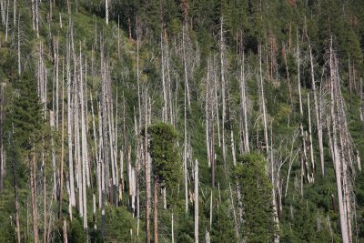 yosemite trees