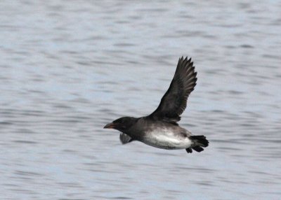 Rhinocerous Auklet juvenile