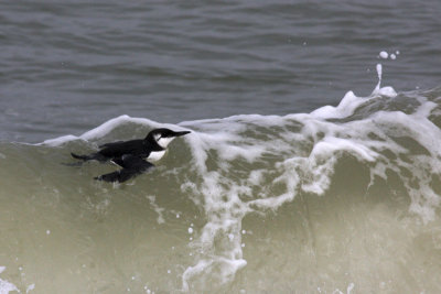 guillemot at Waxham.jpg