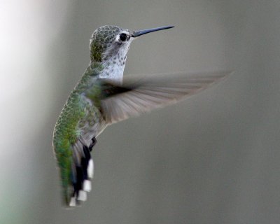 annas hummingbird