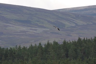 Black Stork, Cromdale, Scotland. 10th September 2010.jpg