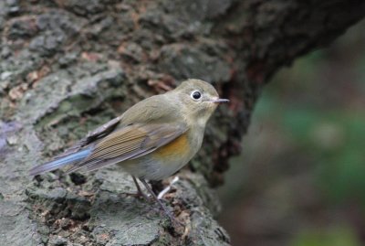 Red-Flanked-Bluetail.jpg