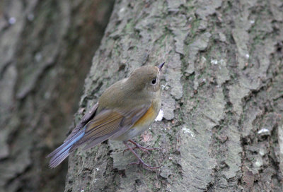 Red-Flanked-Bluetail.jpg