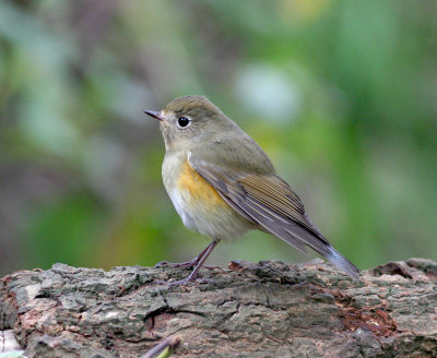 Red-Flanked Bluetail.jpg