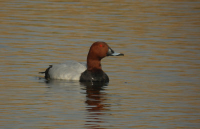 pochard.jpg