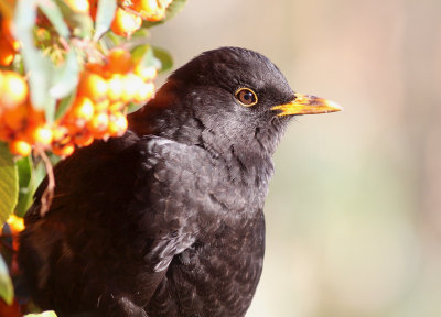 male blackbird
