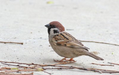 tree sparrow.jpg