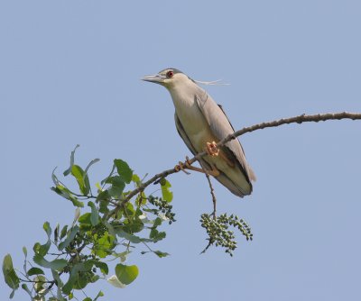 night heron .jpg