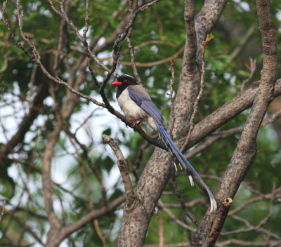 r-b-blue magpie.jpg