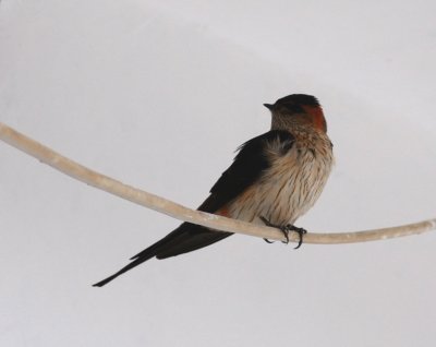red - r swallow.jpg