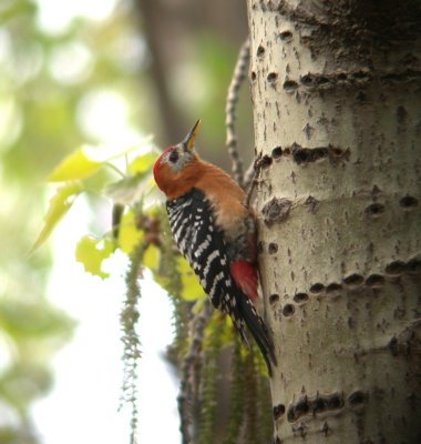 rufous- bellied woodpecker.jpg