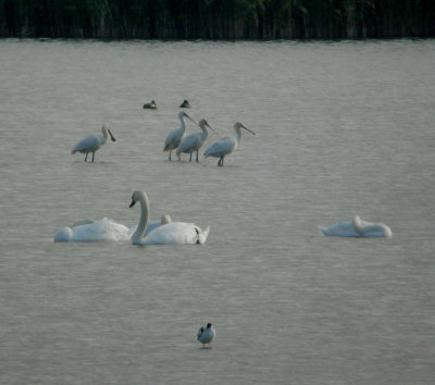 4 of the 6 spoonbills at Titchwell 13 -10 -2012