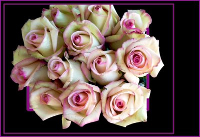 Roses-1