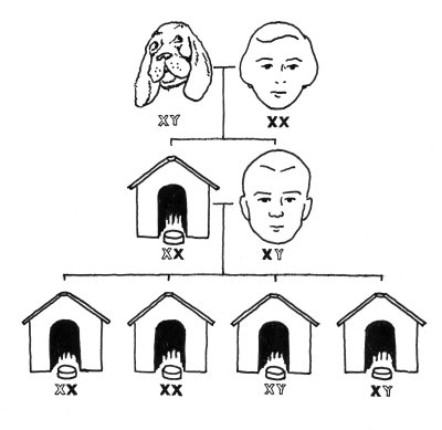 X-Y_Dog-houses