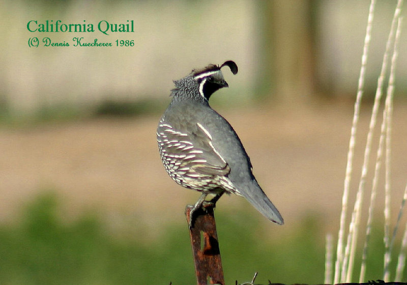 California Quail