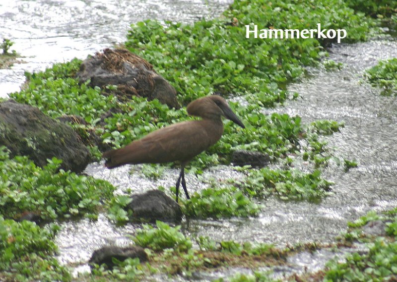 Hammerkop