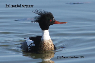 Red-breasted Merganser 15