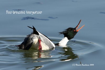 Red-breasted Merganser 35