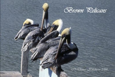 Brown Pelican