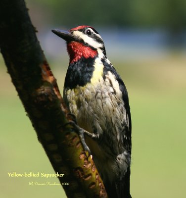 Yellow-bellied Sapsucker