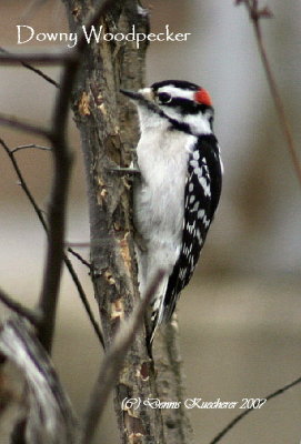 Downy Woodpeckers