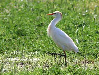 Cattle Egret
