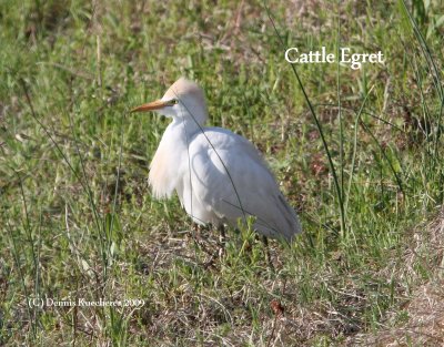 Cattle Egret