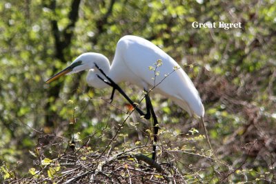 Great Egret
