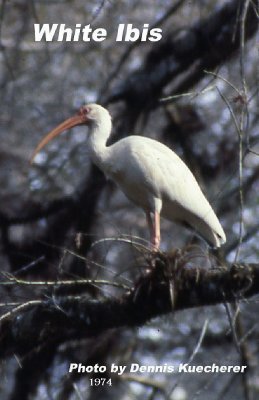White Ibis