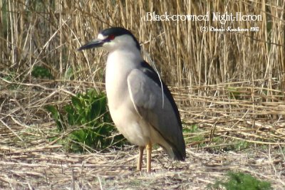Black-crowned Night-Heron
